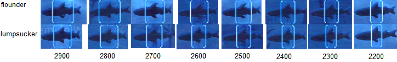 spearfishing hitboxes